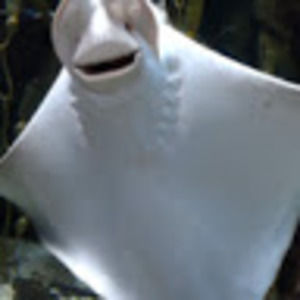 Meet your Posher, Rosa